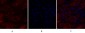 IL-8 Polyclonal Antibody